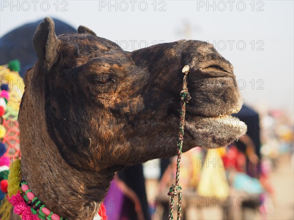 Dromedary (Camelus dromedarius)