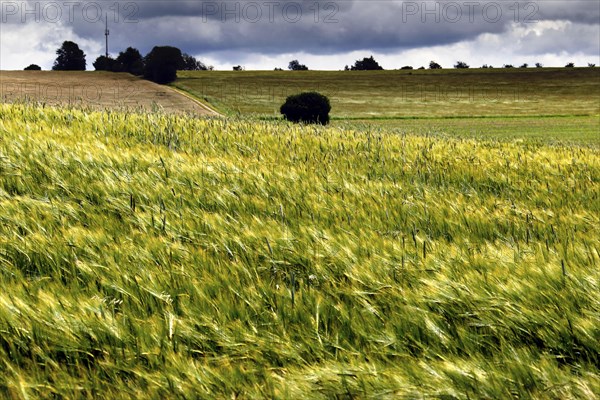 Wheat field