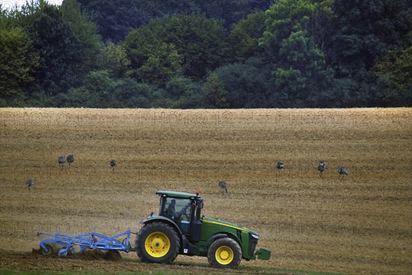 Tractor and nandus in the valley of the Wakenitz