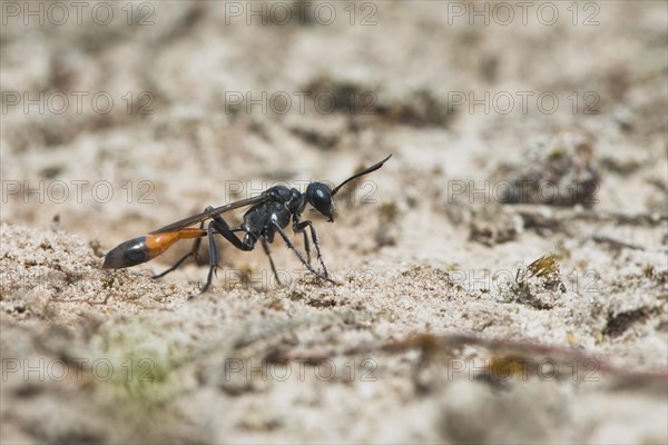 Red-banded sand wasp (Ammophila sabulosa)