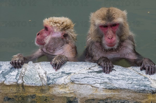 Hot-Tubbing Monkeys