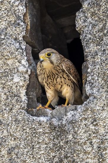 Common kestrel (Falco tinnunculus)