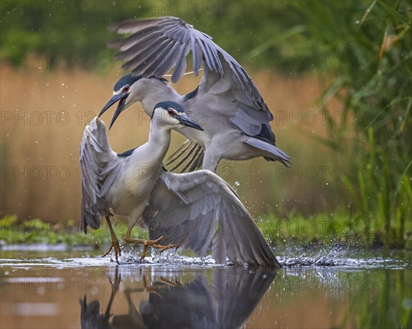 Black-crowned night heron (Nycticorax nycticorax) Fighting for the best territory