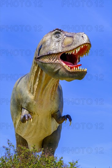 Tyrannosaurus rex