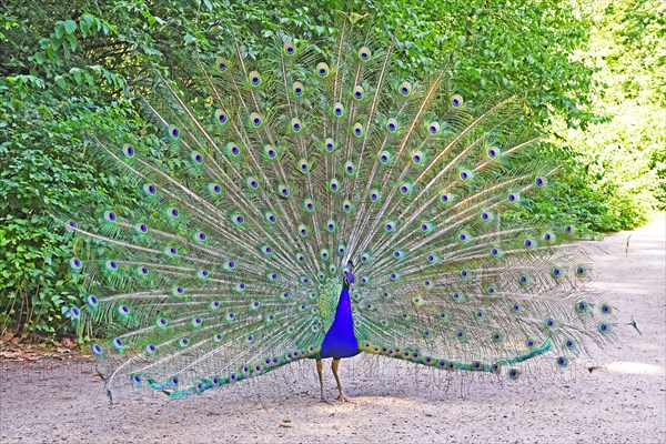 Indian peafowl (Pavo cristatus) Beating a wheel