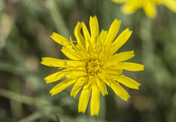 Meadow salsify (Tragopogon pratensis)