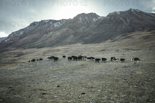 Yak herd