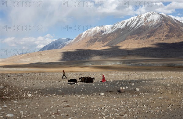 A Kyrgyz woman in traditional traditional costume and a man bring three yaks for milking to Bozai Gumbaz