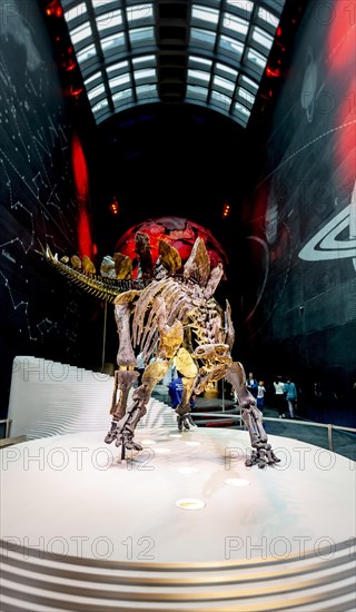 Skellet of a Stegosaurus dinosaur