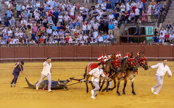 Bull being pulled through the arena on horses to pay tribute