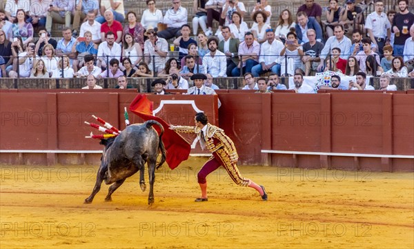 Matador with muleta with running bull