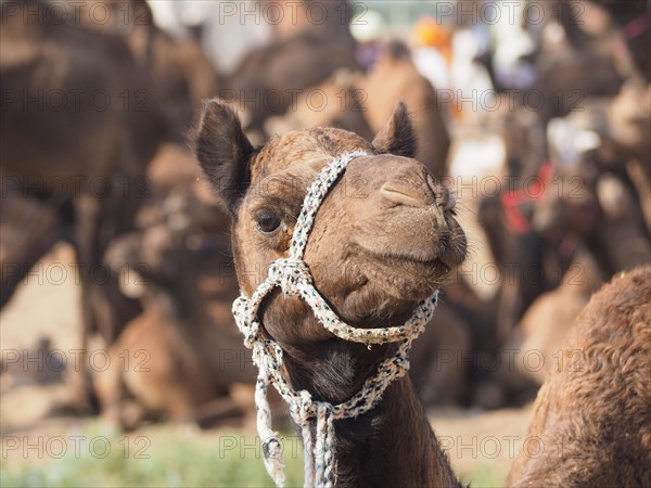 Dromedary (Camelus dromedarius)