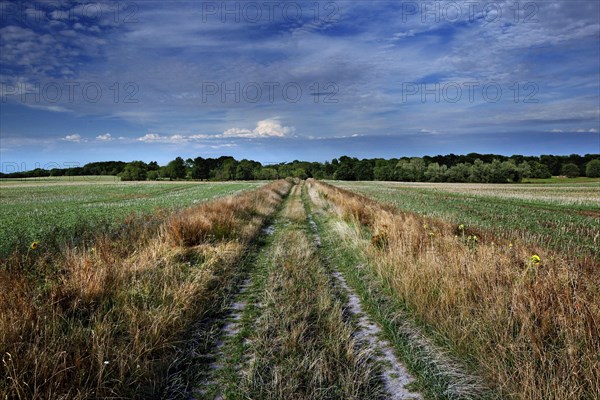 Field in the UNESCO Biosphere Reserve Schaalsee