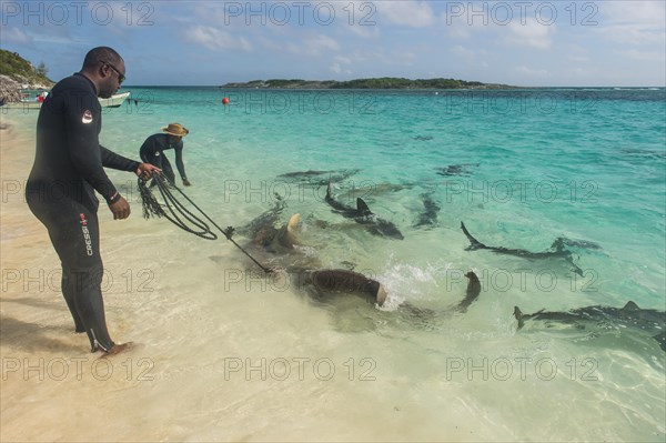 Local guides feeding lemon and reef sharks in the turquoise wateres of the Exumas