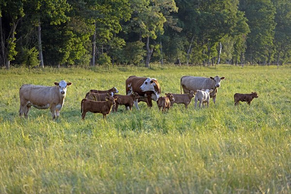 Cattle on pasture