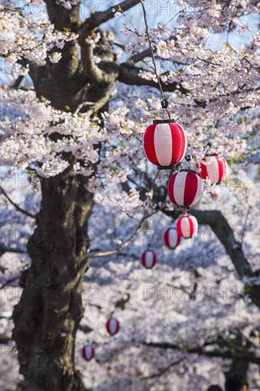 Paper lantern hanging in the blooming cherry trees