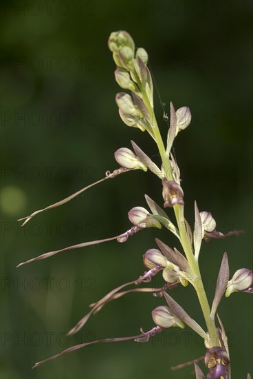 Buck's lambs-tongue Lizard orchid (Himantoglossum hircinum) in inflorescence