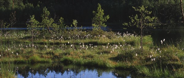 Floating island in Zakret nature reserve