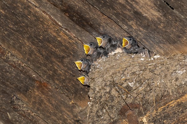 Barn swallow (Hirundo rustica)