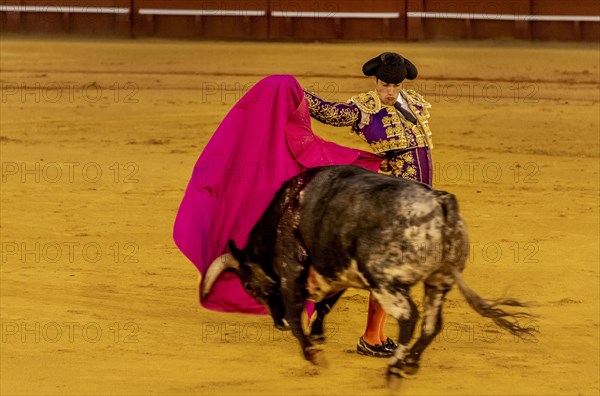 Banderillero with capa with running bull