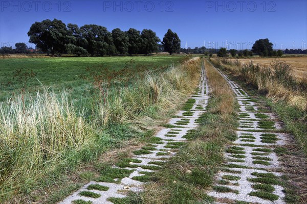 Column Trail