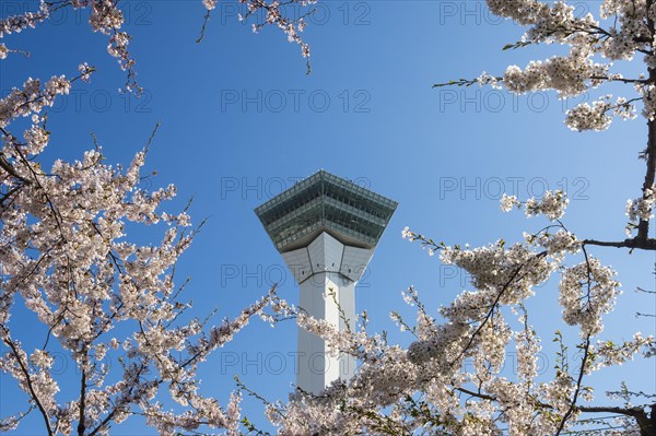 Viewing plattform in the cherry blossom trees