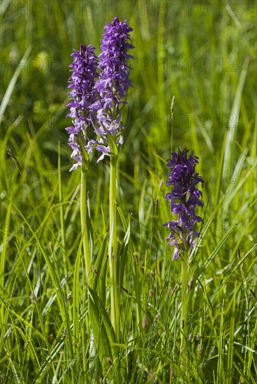 Moorland spotted orchid (Dactylorhiza maculata) in flower