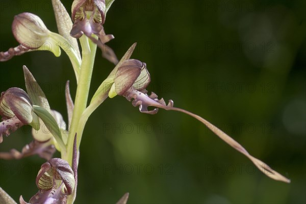 Buck's lambs-tongue Lizard orchid (Himantoglossum hircinum) in inflorescence