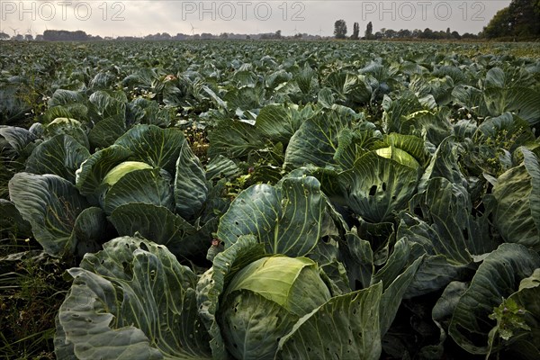 Kale field