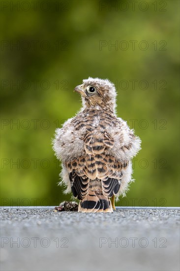 Common Common Kestrel (Falco tinnunculus)