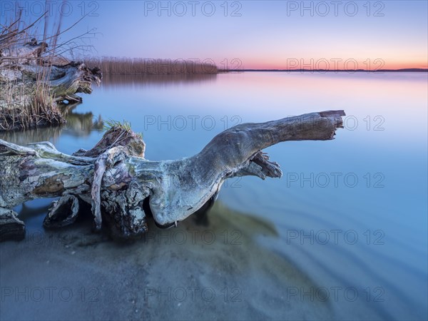 Bathing place with driftwood at the Peenestrom at sunset