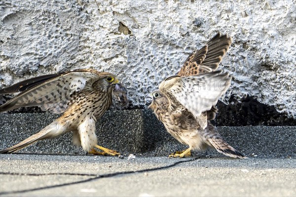 Common Common Kestrel (Falco tinnunculus)