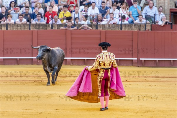 Banderillero with capa stands in front of bull