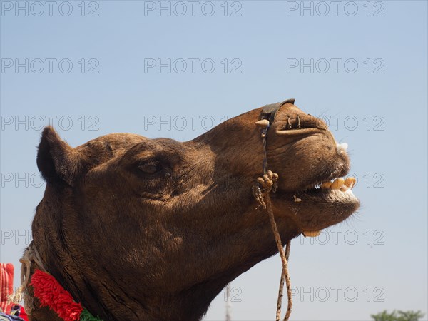 Dromedary (Camelus dromedarius)