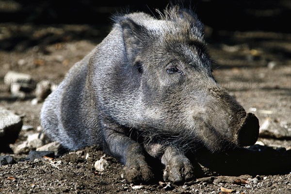 Wild boar