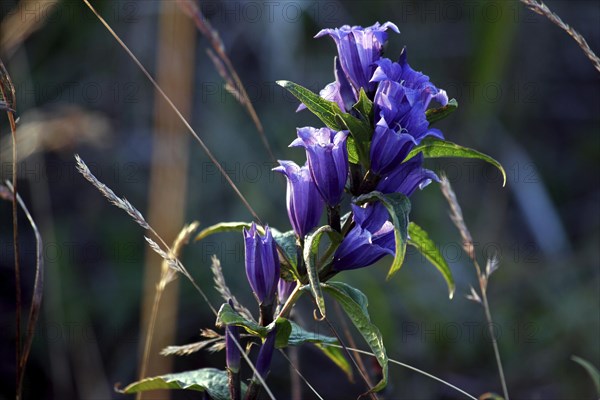 Willow Gentian (Gentiana asclepiadea)