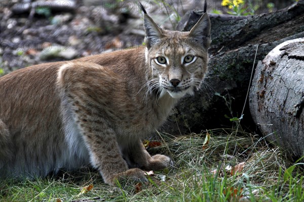 Lynx