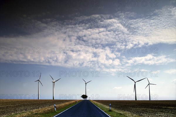 Road and tree