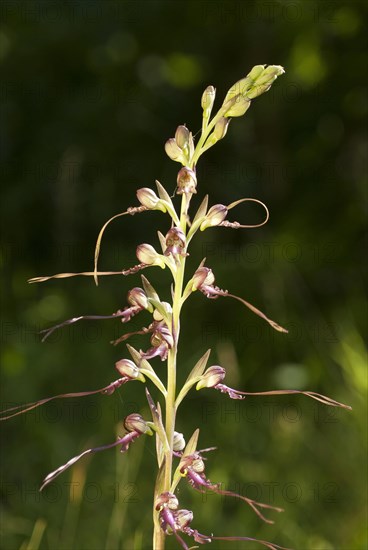 Buck's lambs-tongue Lizard orchid (Himantoglossum hircinum) in inflorescence