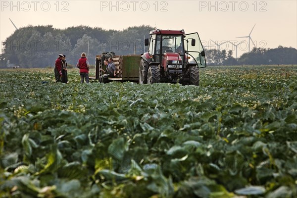 Kale field with people harvesting