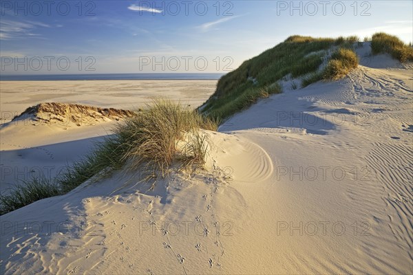 Dunes in the evening light with view of the Kniepsand and the sea