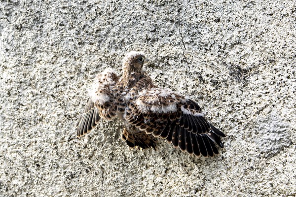 Common Common Kestrel (Falco tinnunculus)