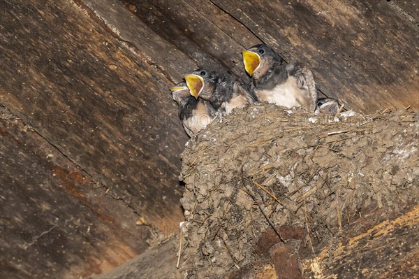 Barn swallow (Hirundo rustica)