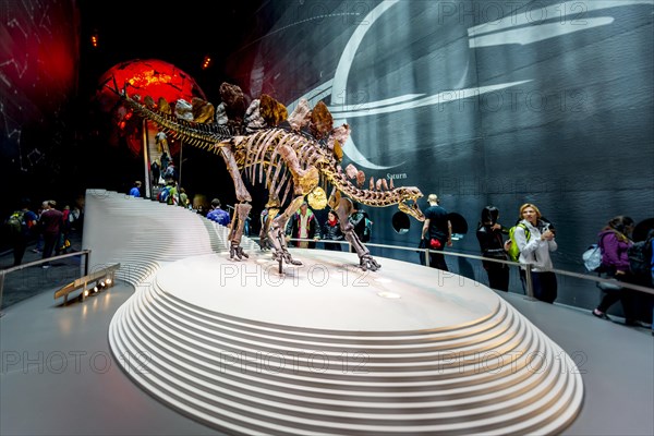 Skellet of a Stegosaurus dinosaur