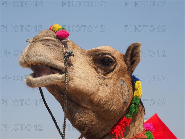 Dromedary (Camelus dromedarius)