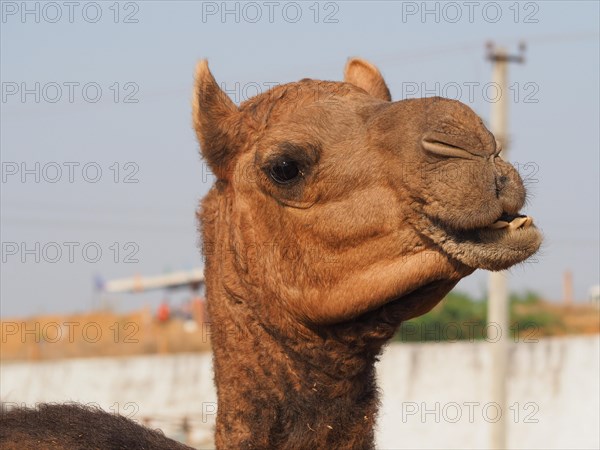 Dromedary (Camelus dromedarius)