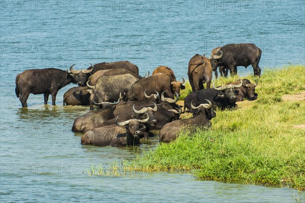 African buffalos (Syncerus caffer) or Cape buffalo