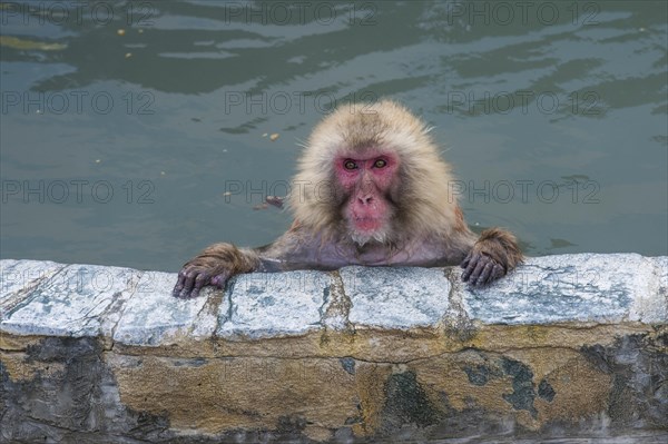 Hot-Tubbing Monkeys