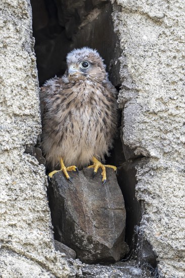 Common Common Kestrel (Falco tinnunculus)