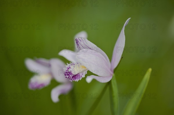 Marsh Helleborine (Epipactis palustris) in flower